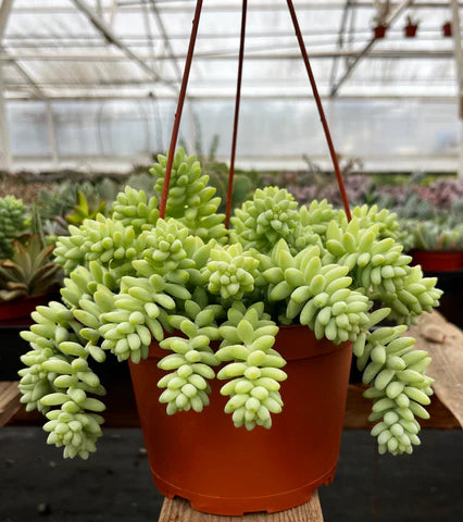Sedum, Donkey Tail 8" Hanging Pot