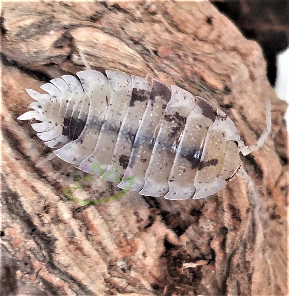 Porcellio Scaber Dalmatian