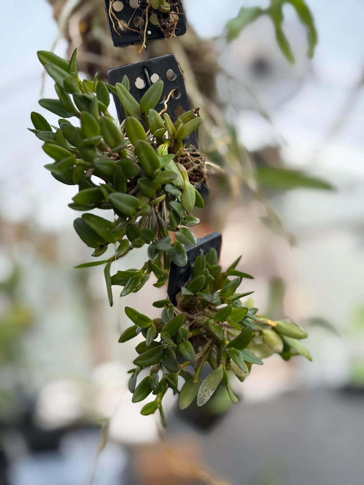 Dendrobium Pachyphyllum Orchid