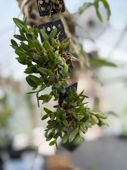 Dendrobium Pachyphyllum Orchid