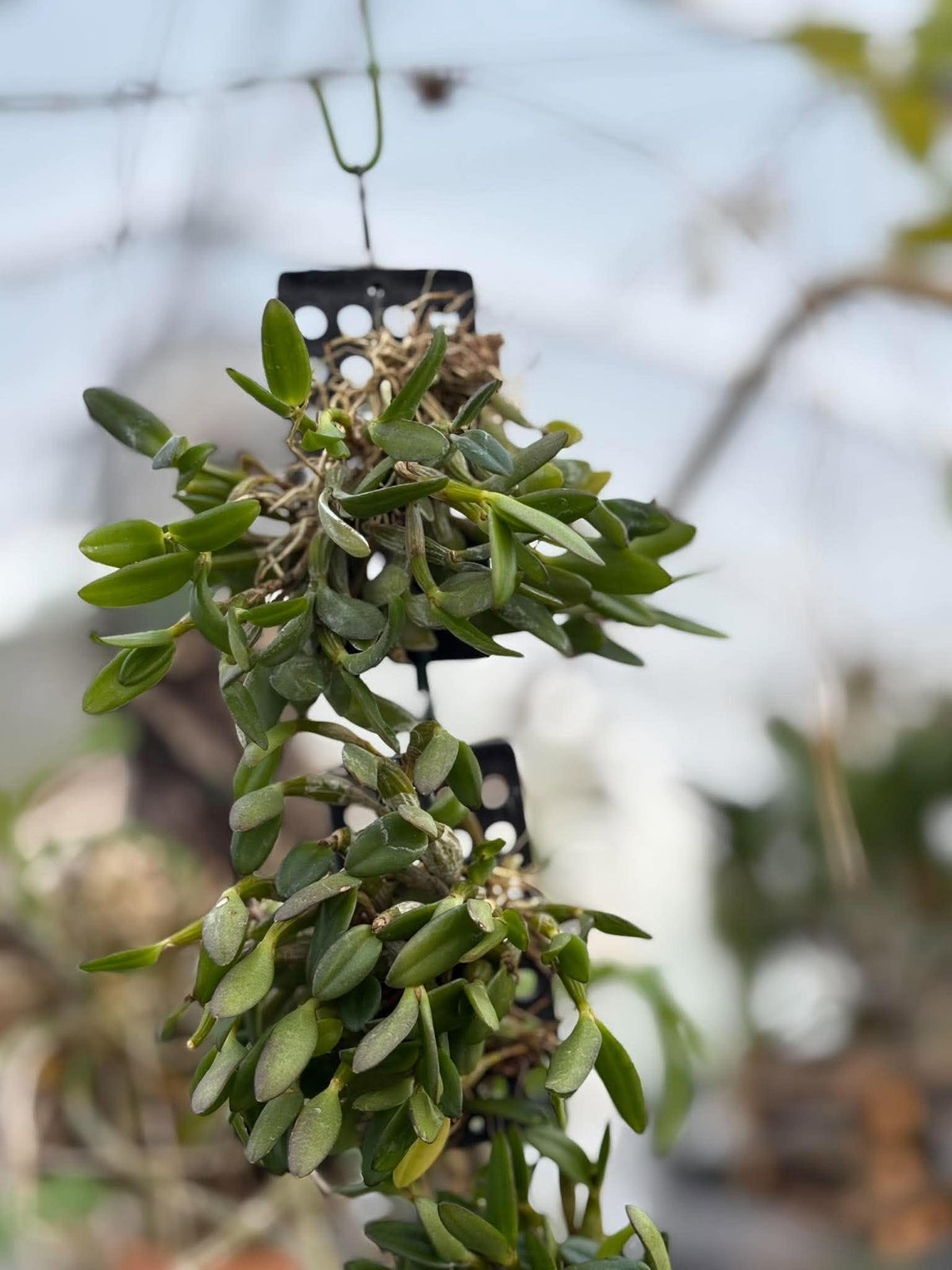 Dendrobium Pachyphyllum Orchid