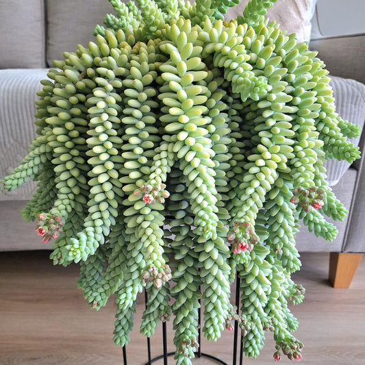 Sedum, Donkey Tail 8" Hanging Pot