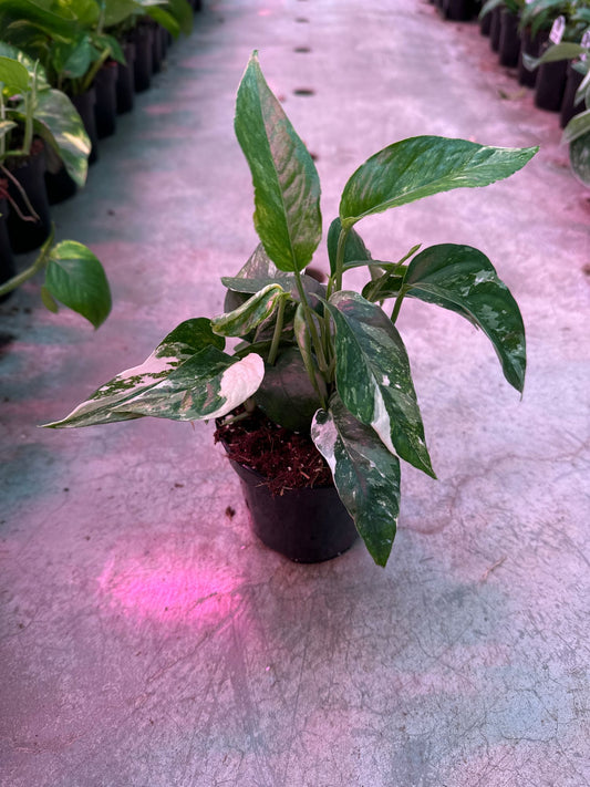 Epip Pinnatum Albo