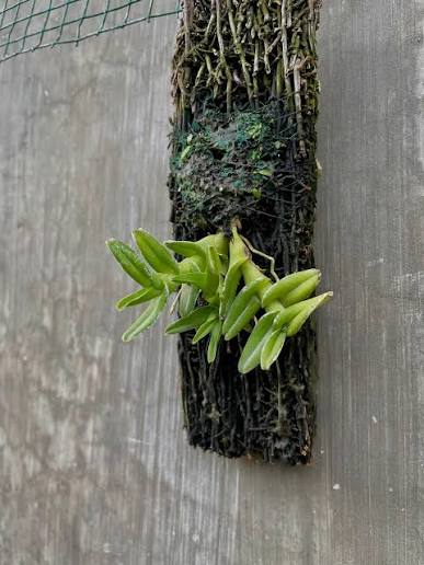 Epidendrum Schlechterianum — Miniature Epiphytic Orchid