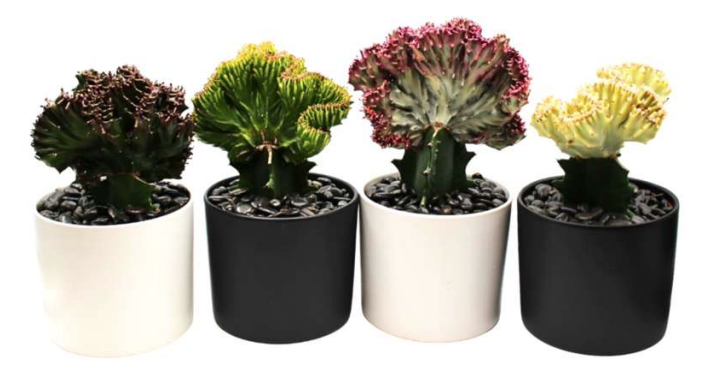 Euphorbia Lactea