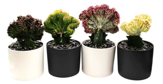 Euphorbia Lactea