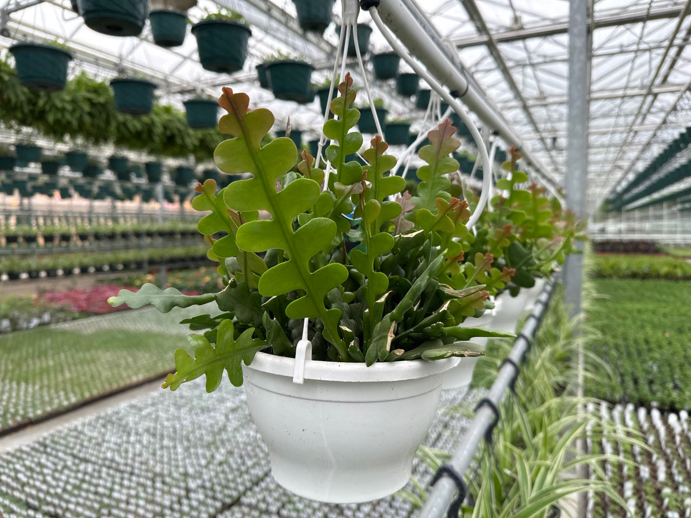 Fishbone Cactus