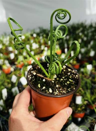 Frizzle Sizzle - Albuca spiralis