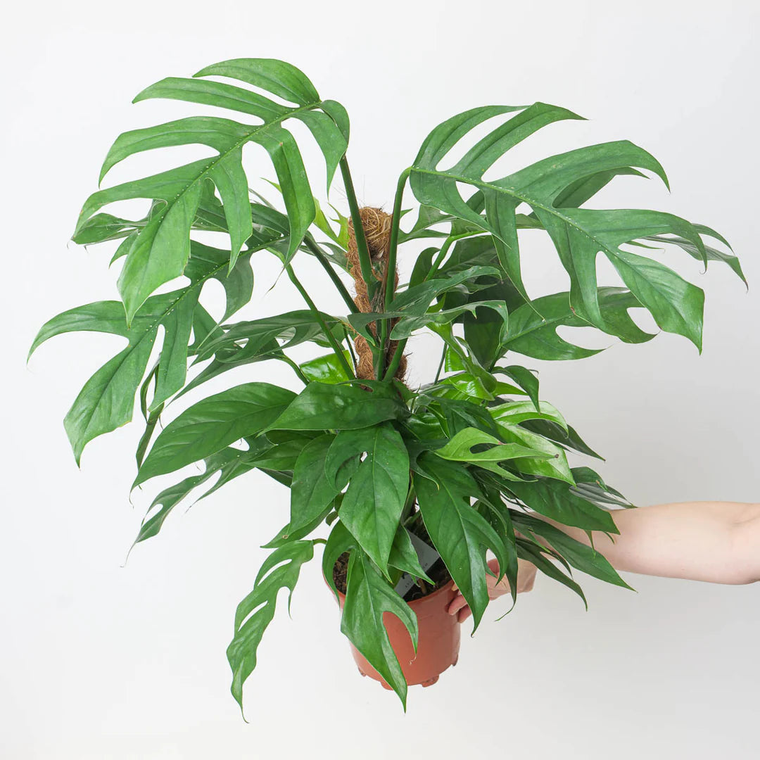 Baltic Blue Pothos