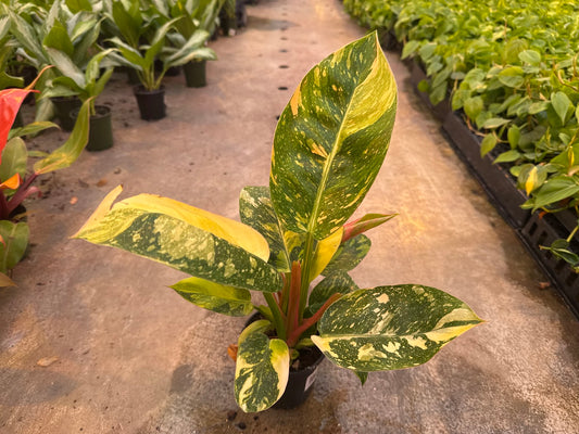 Philodendron Green Congo Nuclear Var