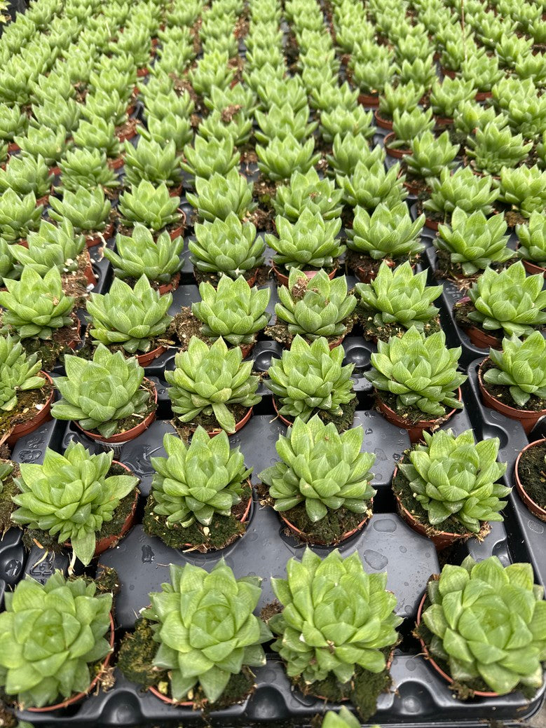 Haworthia Cooperi