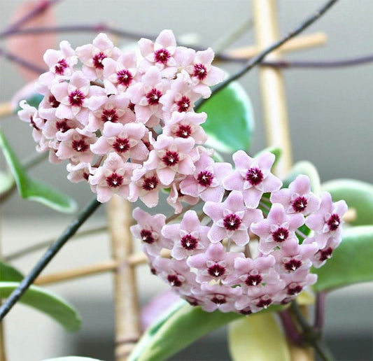 Hoya Exotica Tricolour aka The Princess