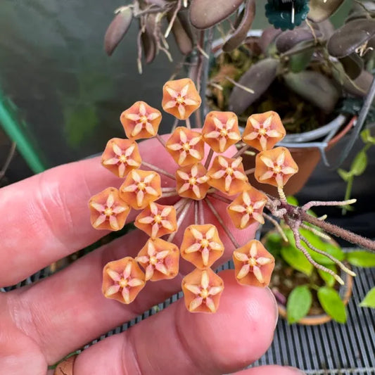 Hoya SP GPS 7240*