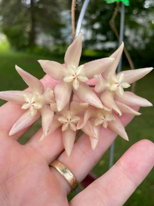 Hoya Undulata*