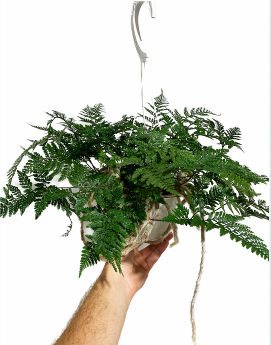 Rabbit's Foot Fern