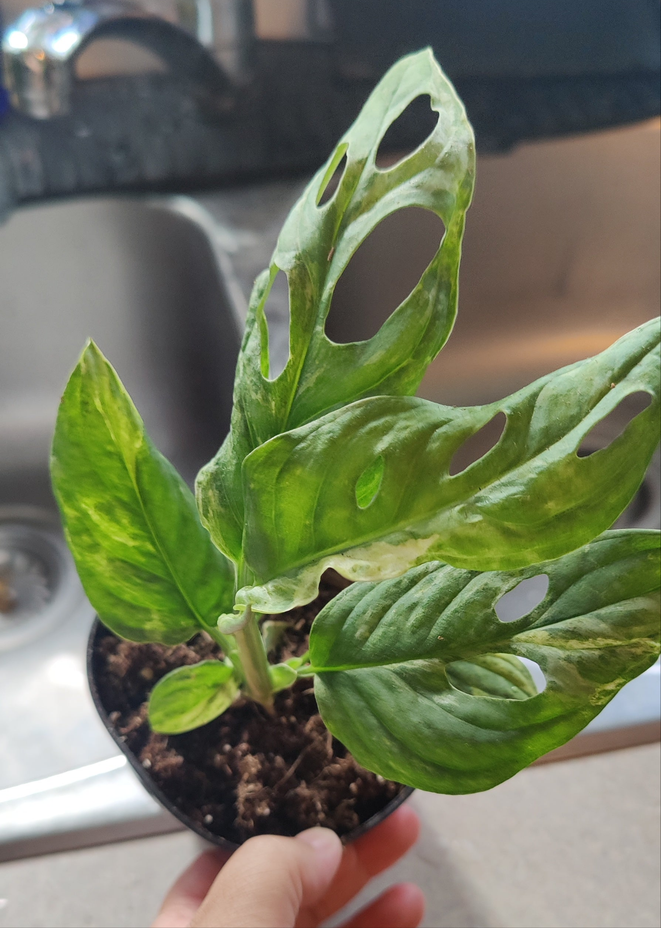 Swiss Cheese Vine Mint Variegated