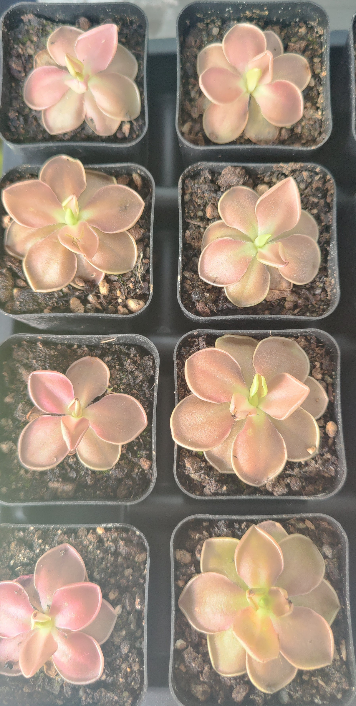 Butterwort