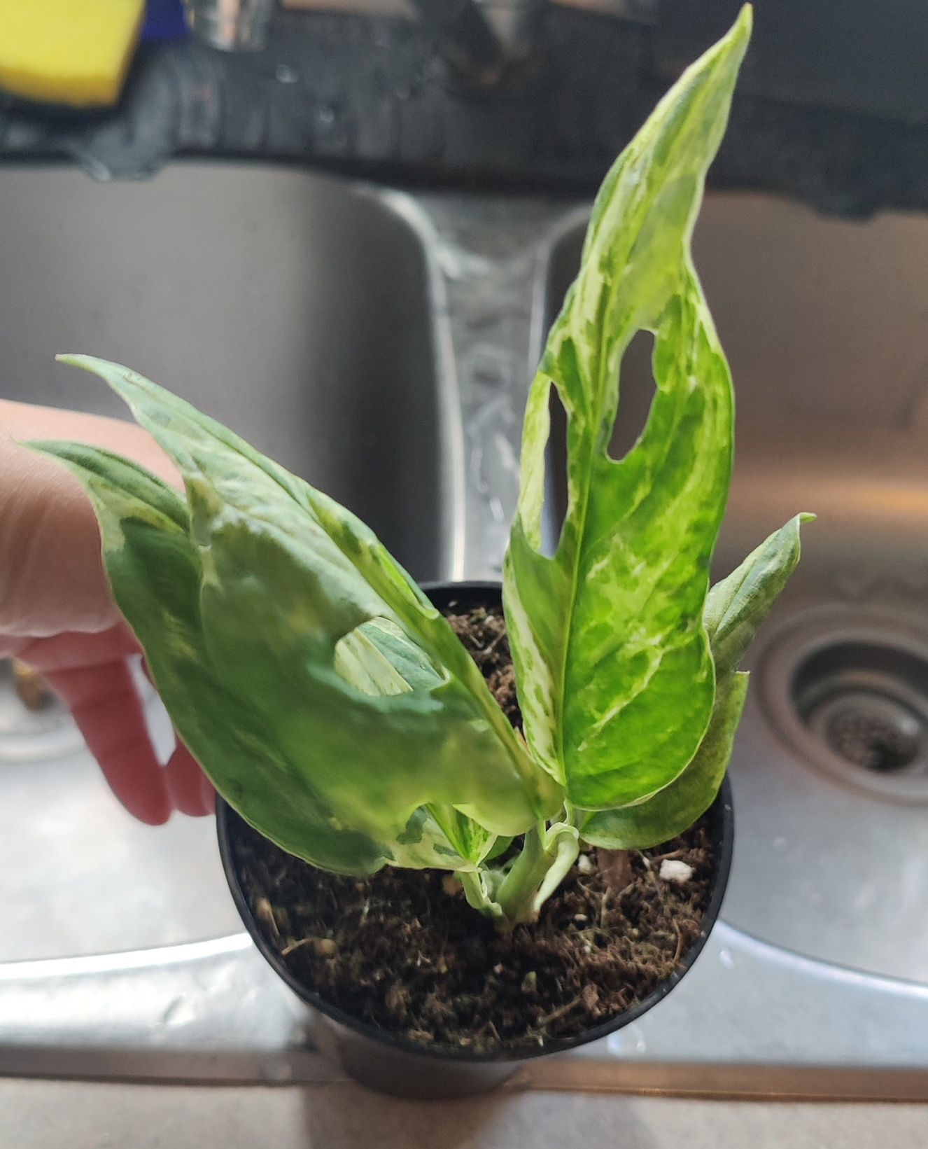 Swiss Cheese Vine Mint Variegated