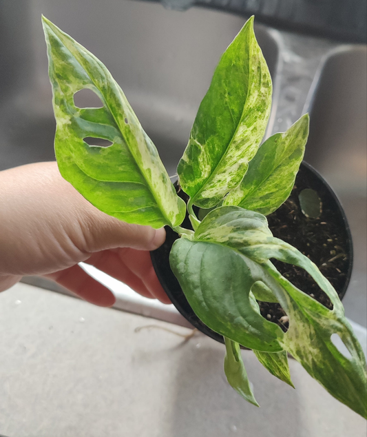 Swiss Cheese Vine Mint Variegated
