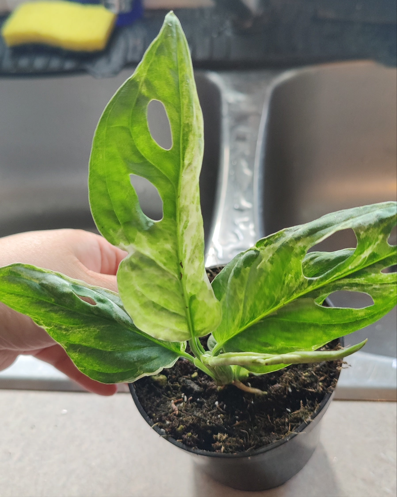 Swiss Cheese Vine Mint Variegated