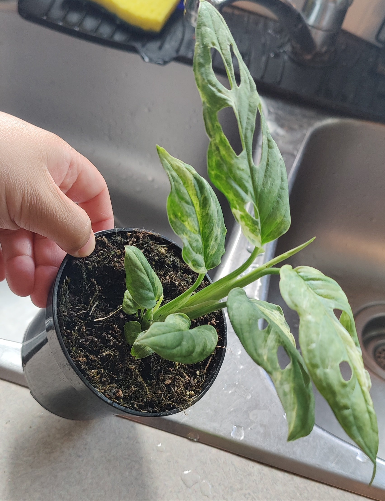 Swiss Cheese Vine Mint Variegated