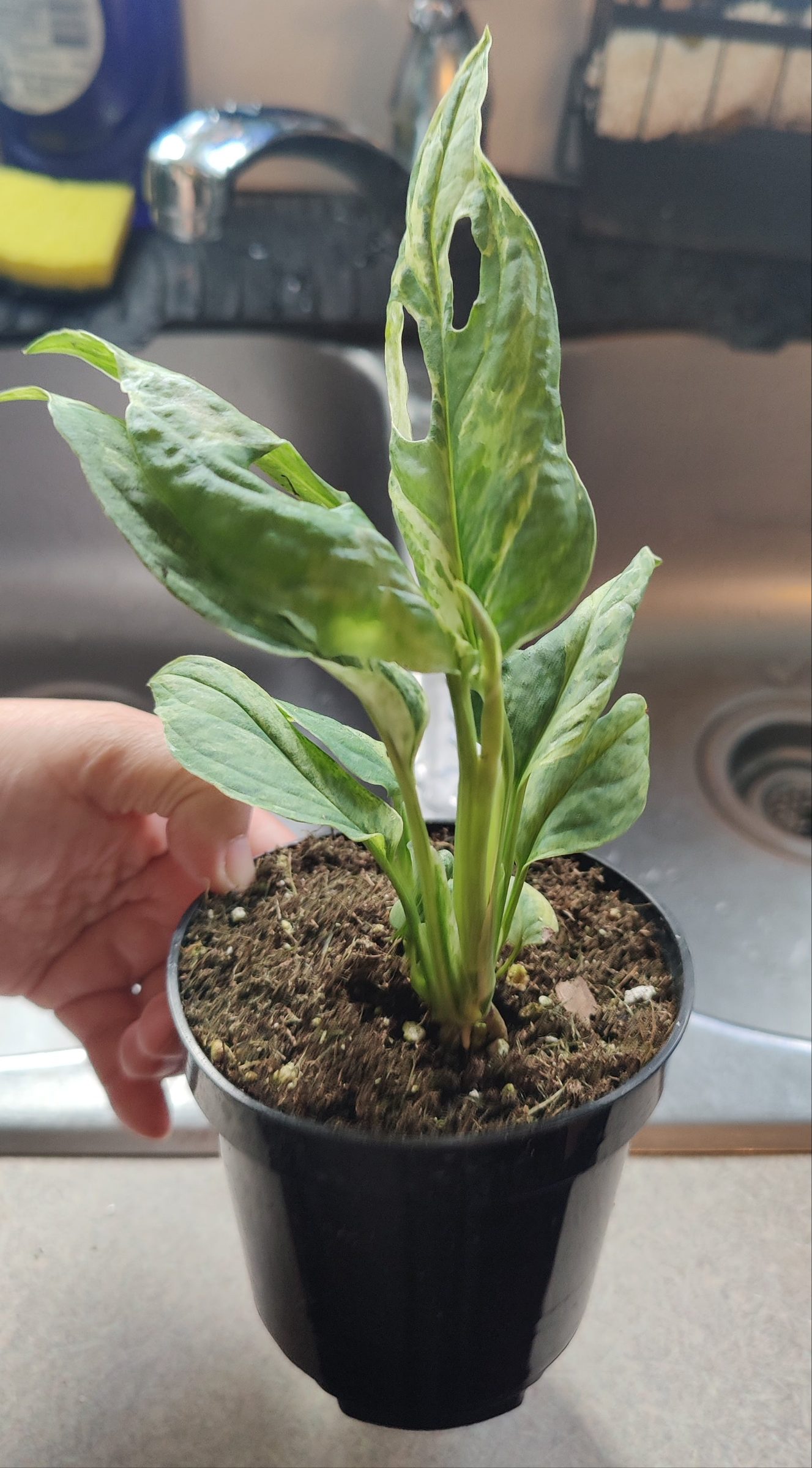 Swiss Cheese Vine Mint Variegated