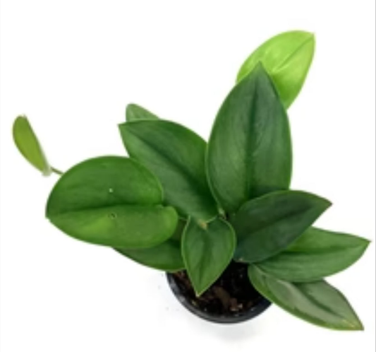 Scindapsus Treubii Moonlight