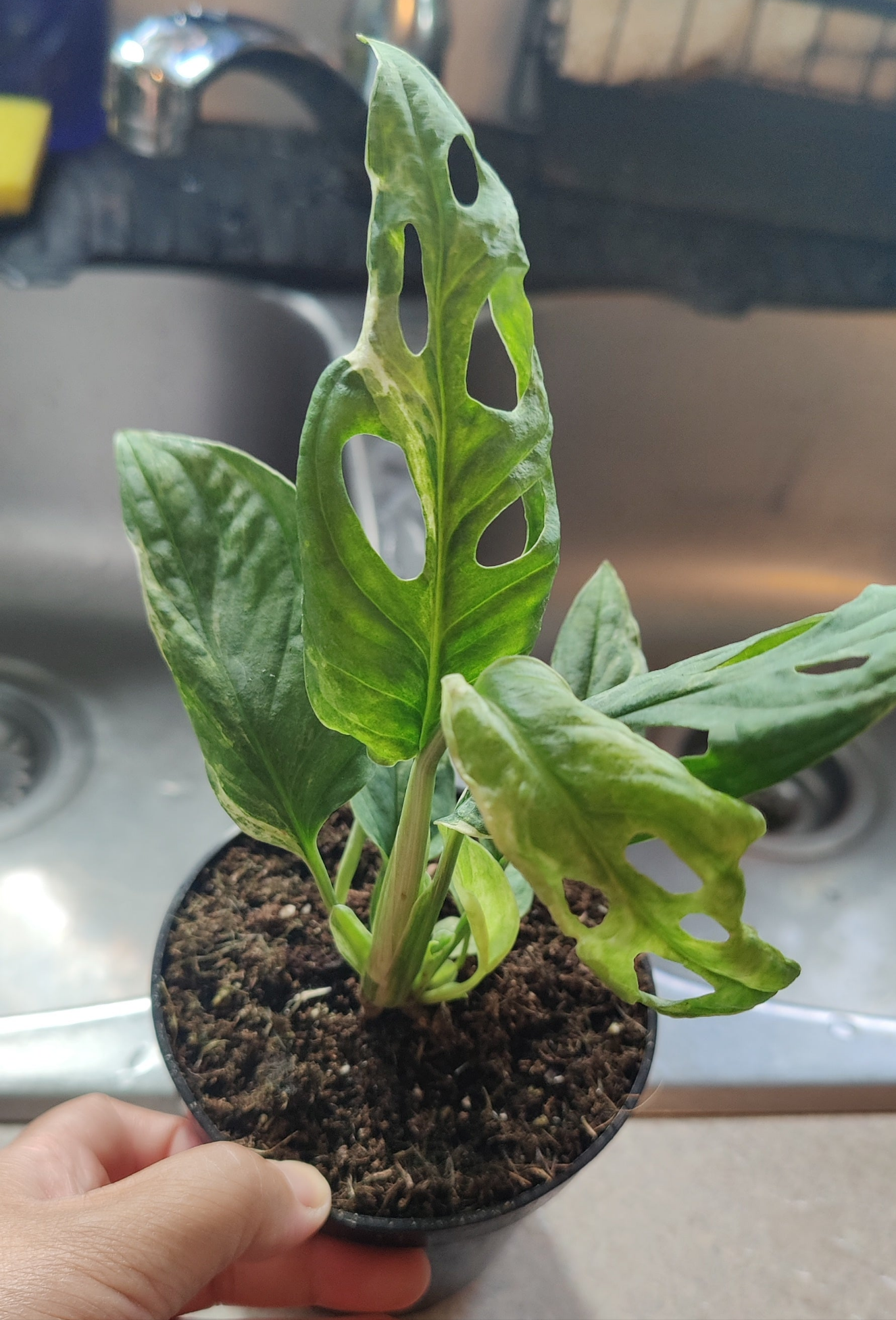 Swiss Cheese Vine Mint Variegated