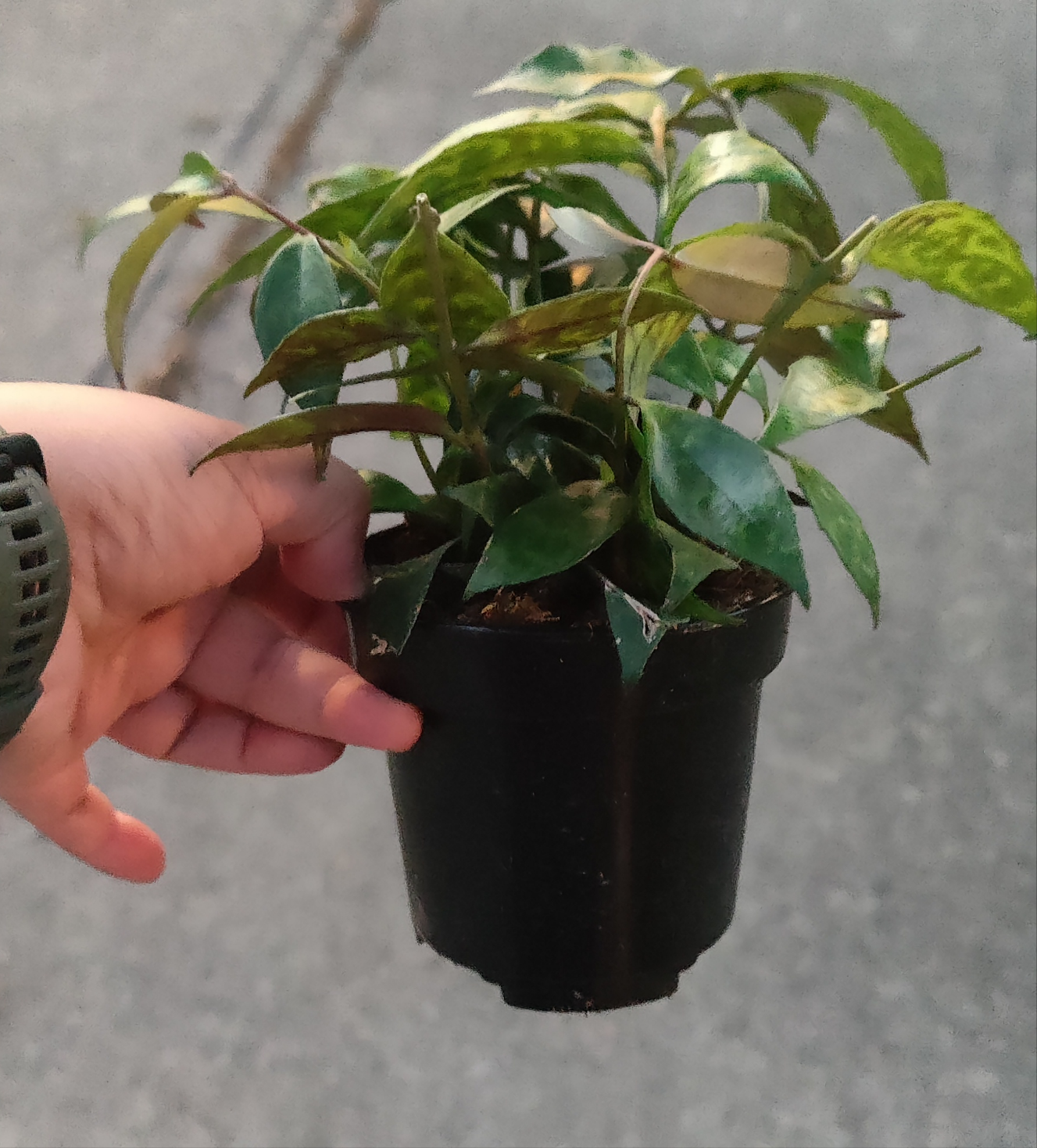 Lipstick Plant Black Pagoda