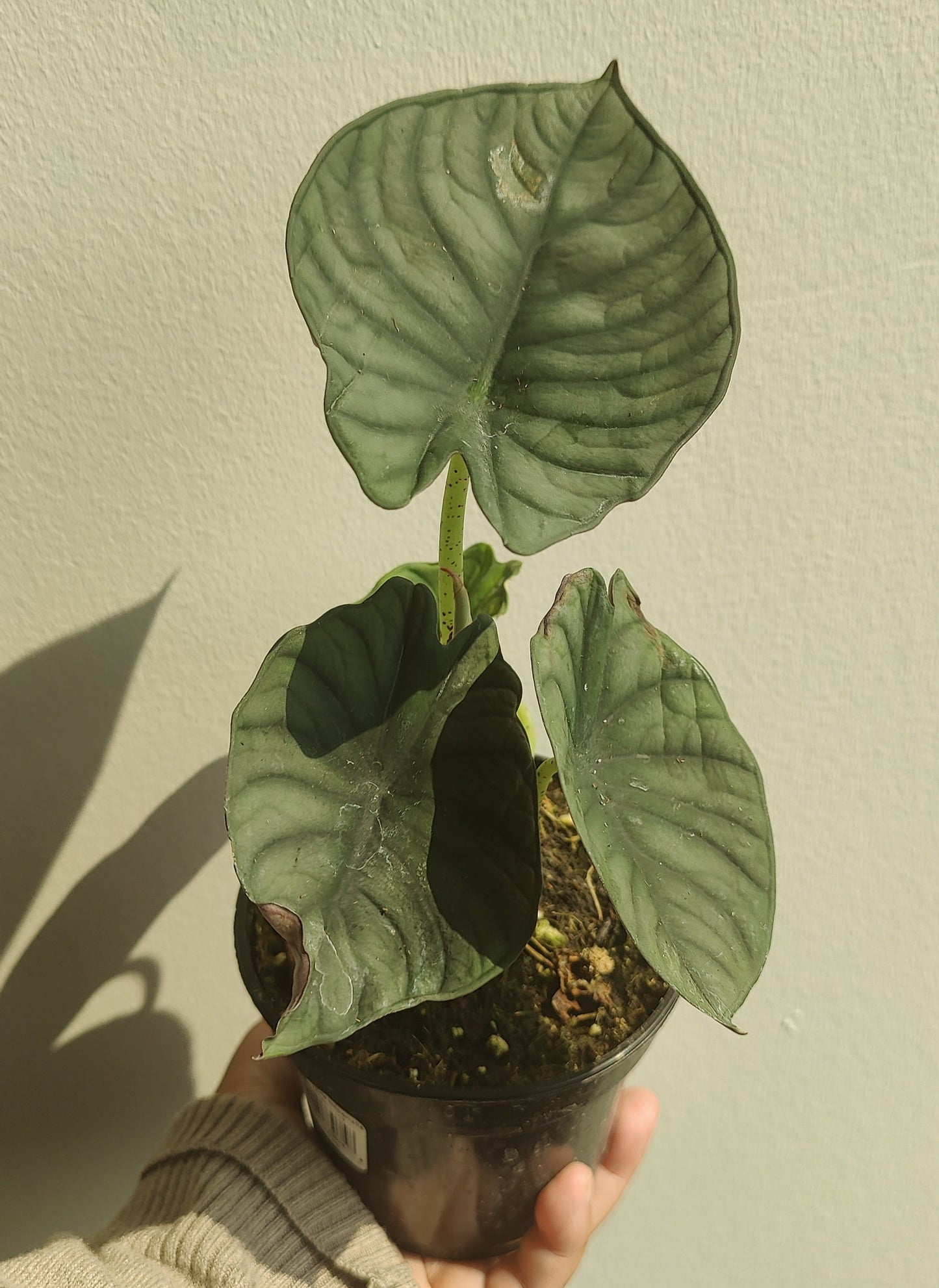 Alocasia Nebula Imperialis