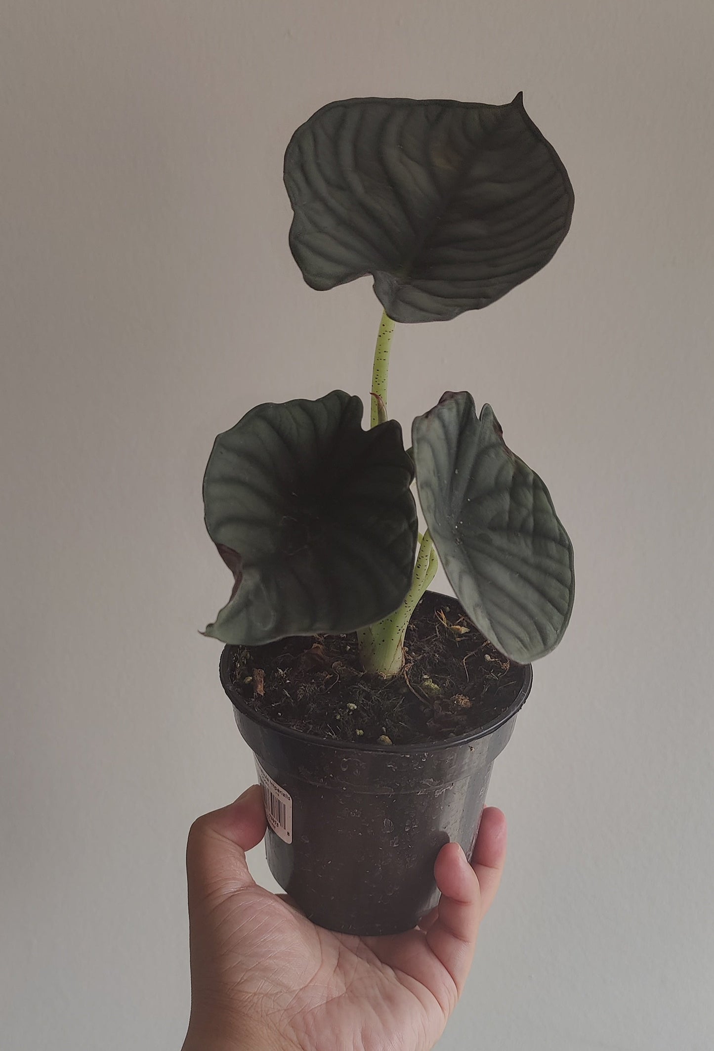 Alocasia Nebula Imperialis