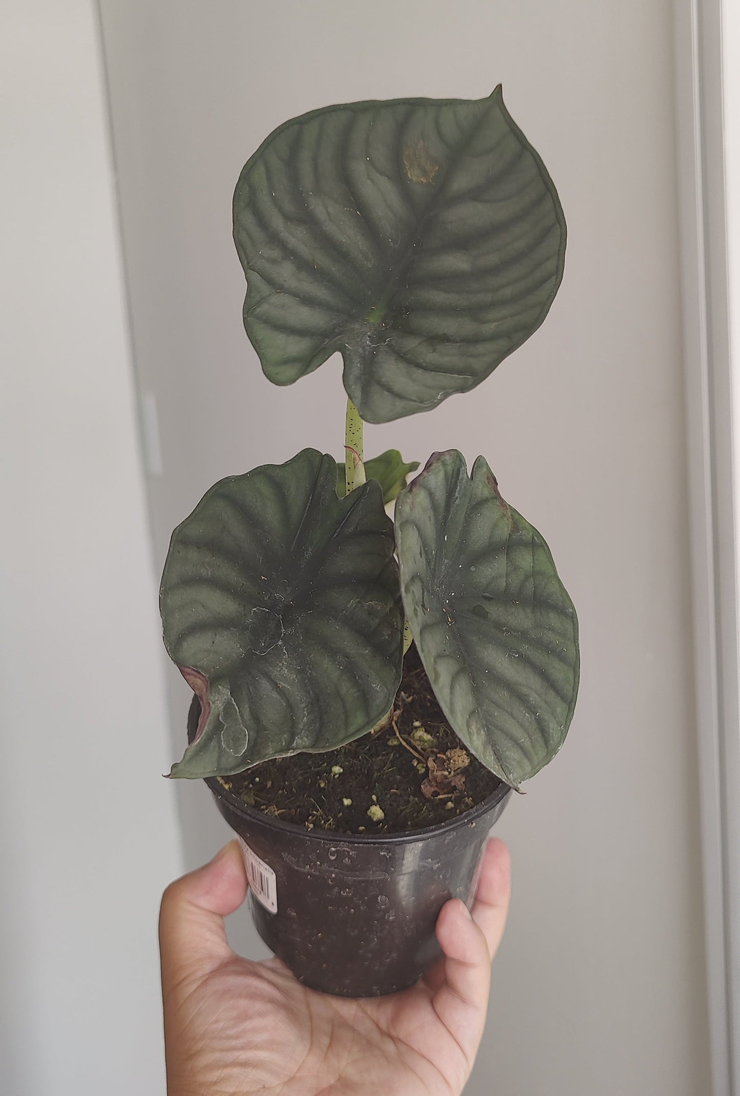 Alocasia Nebula Imperialis
