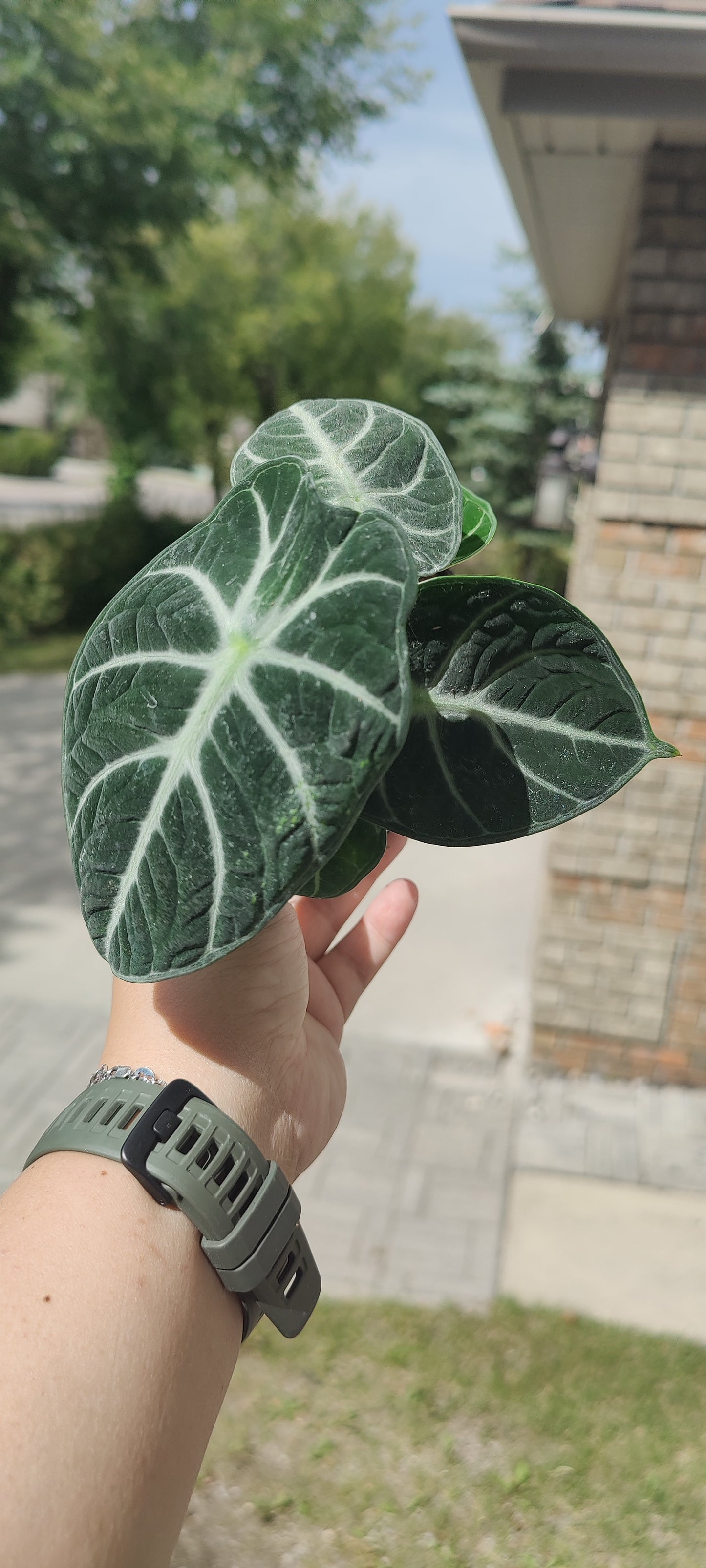 Alocasia Ninja