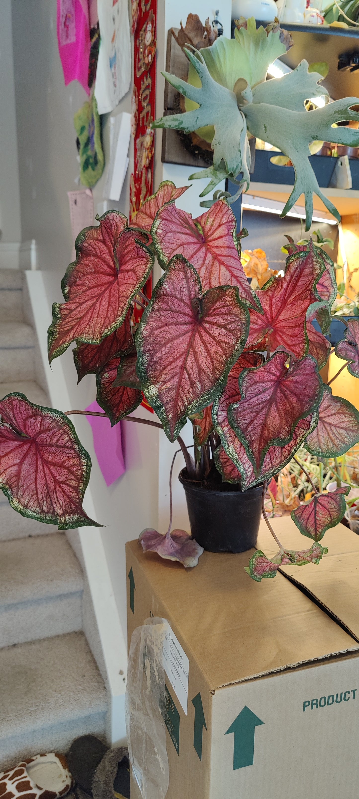 Caladium 6" Pot