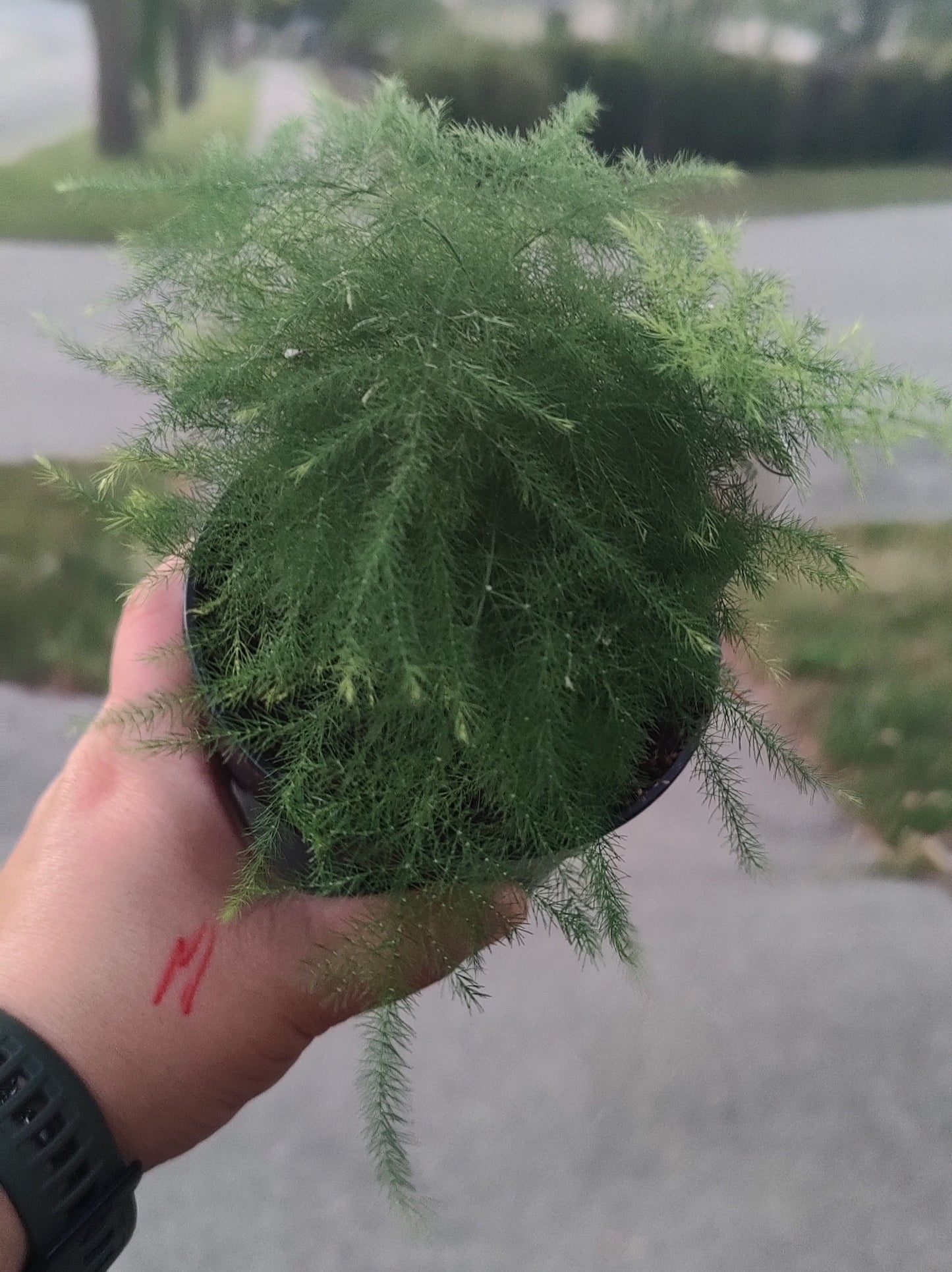 Asparagus Fern Plumosa