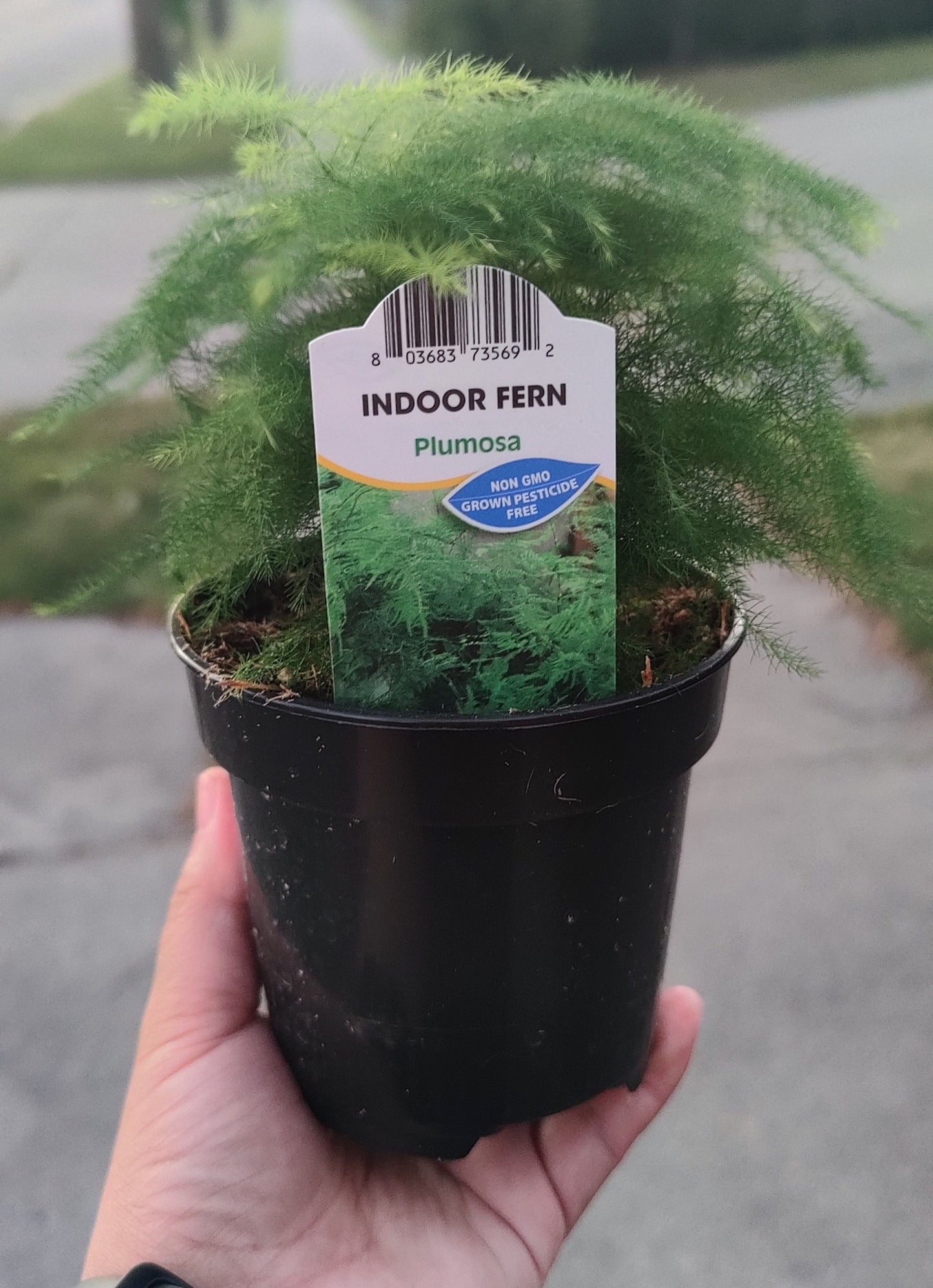 Asparagus Fern Plumosa