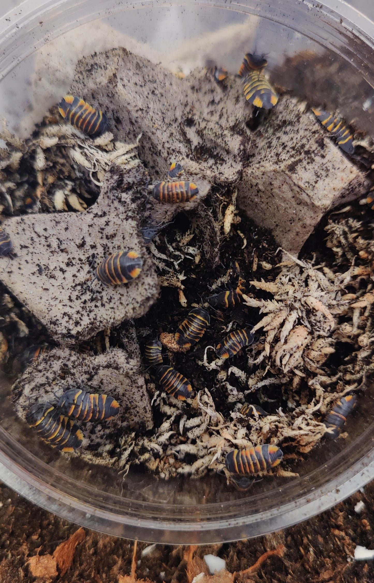 Merulanella Ember Bees
