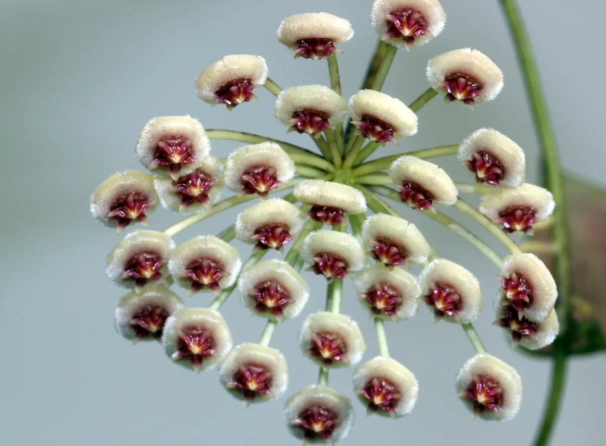 Hoya Walliniana UT 152*