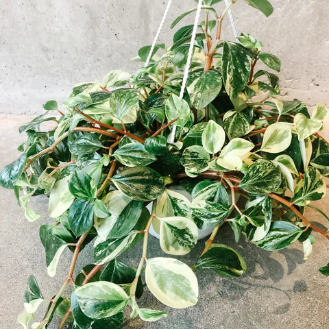 Peperomia European Trailing 4"
