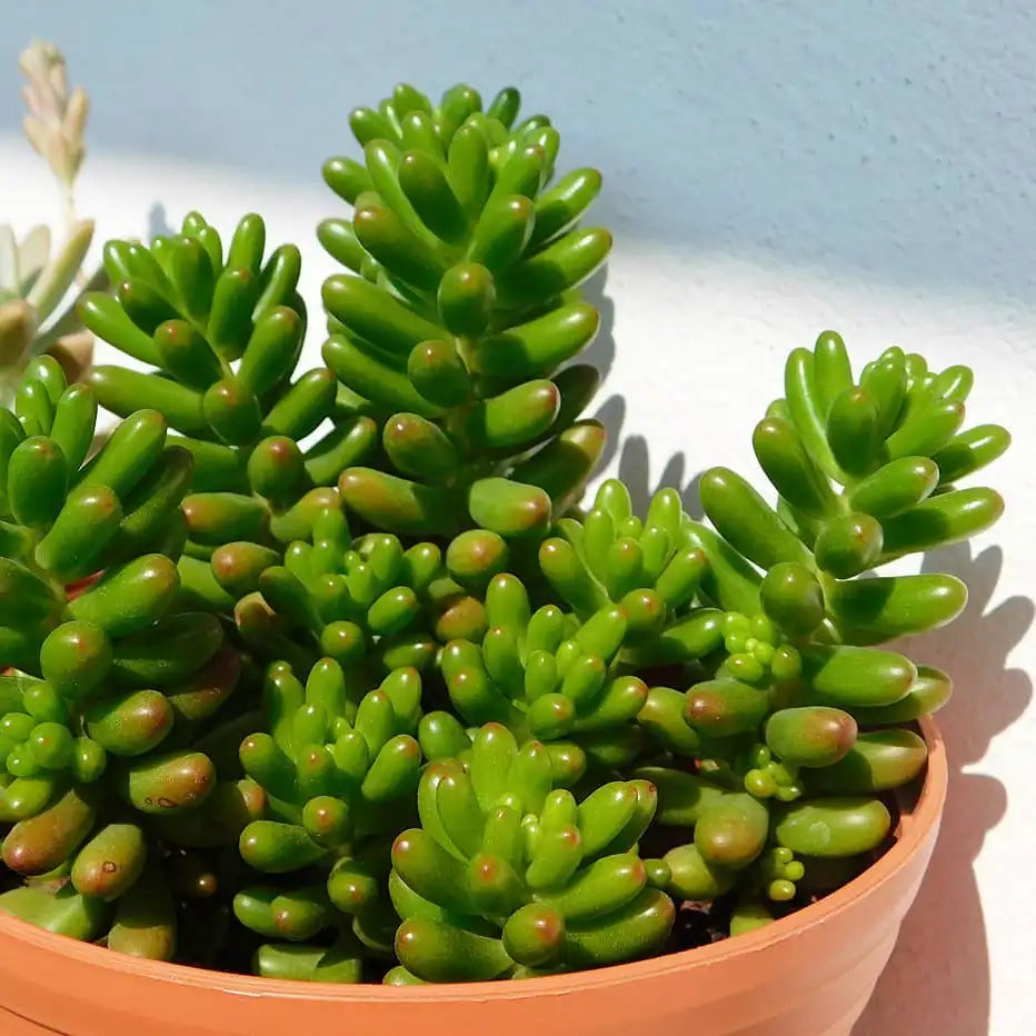 Sedum Jelly Bean