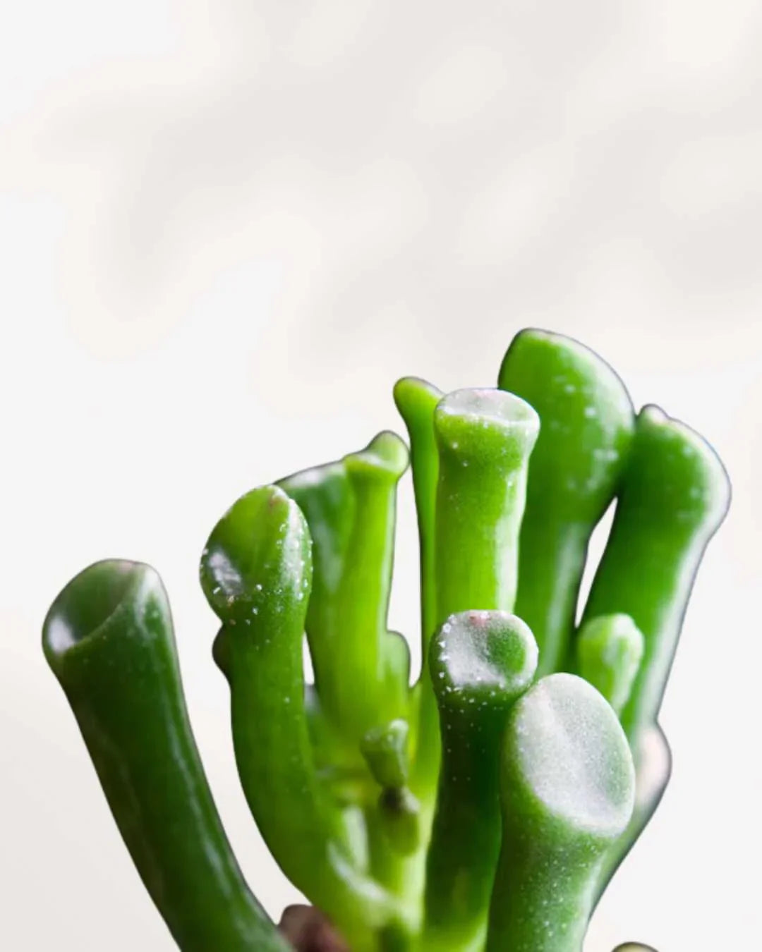 Jade Plant