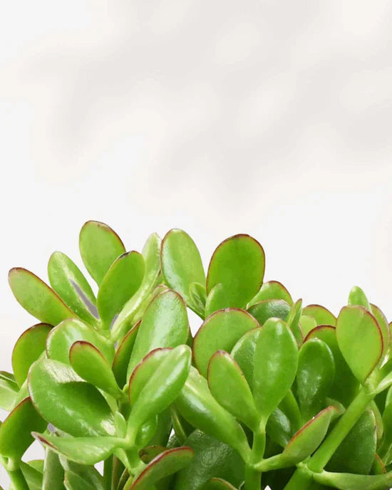Jade Plant