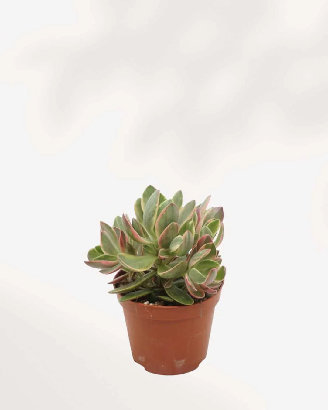 Jade Plant
