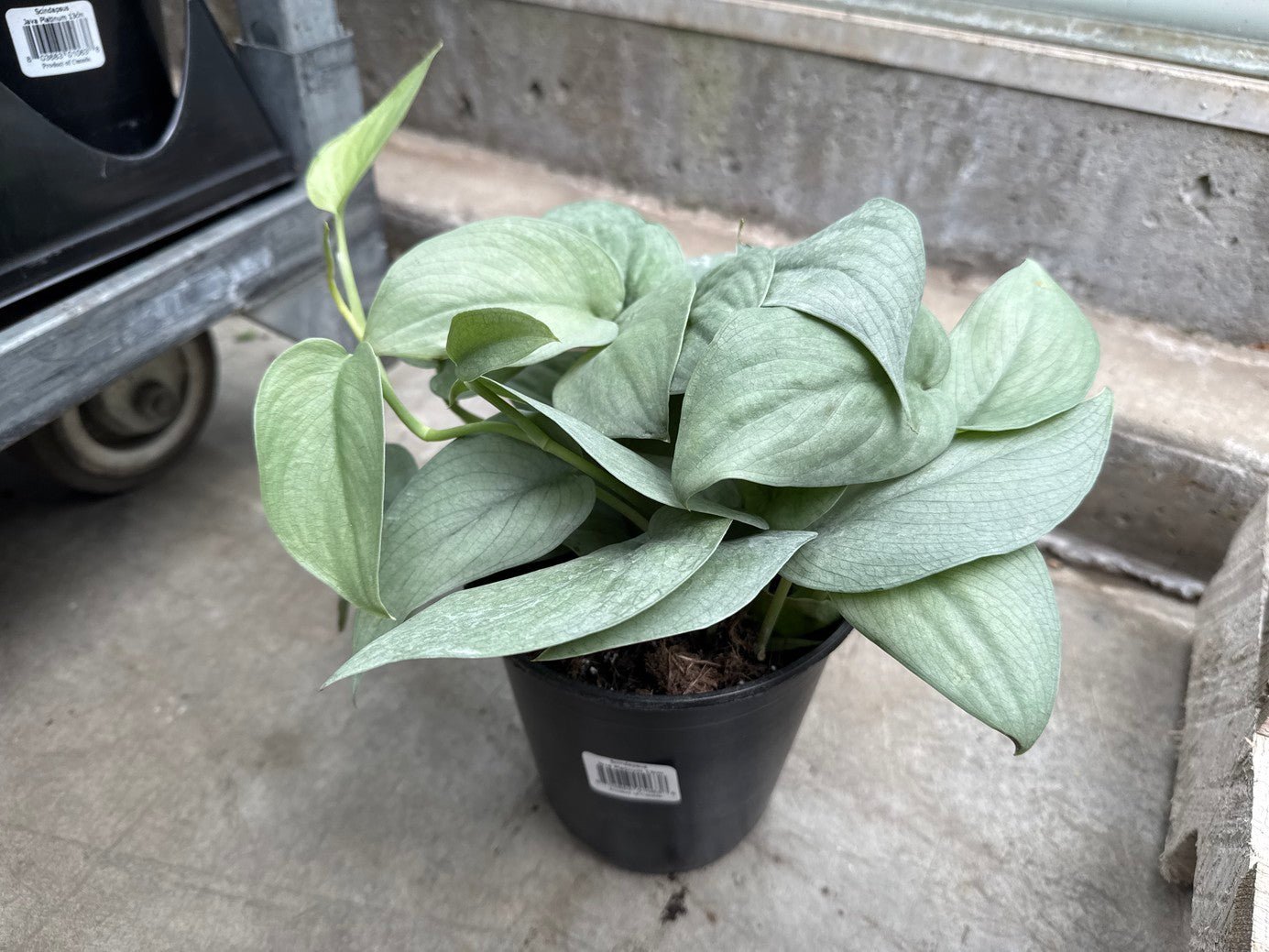 Scindapsus Java Platinum