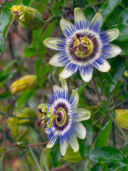 Passion Flower Blue (Passion Fruit) 6" Pot