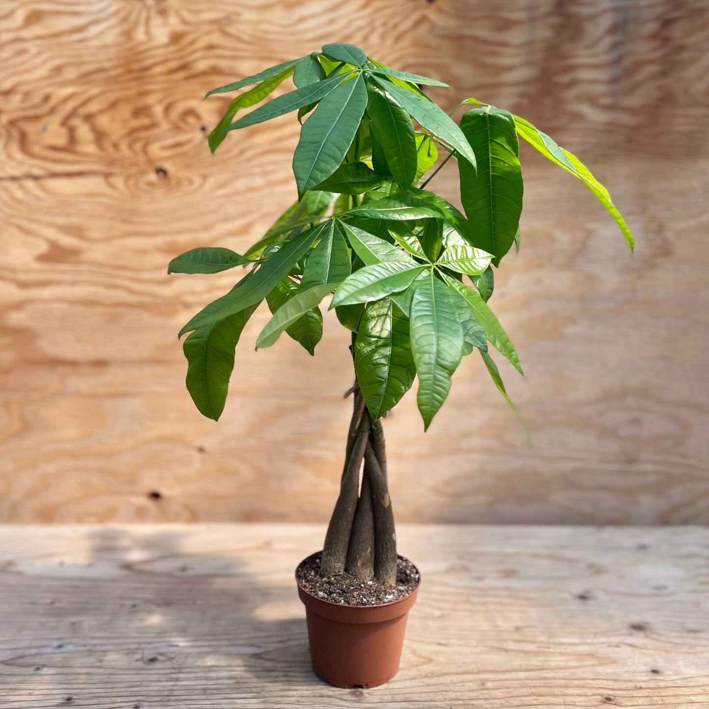 Braided Money Tree (Pachira)