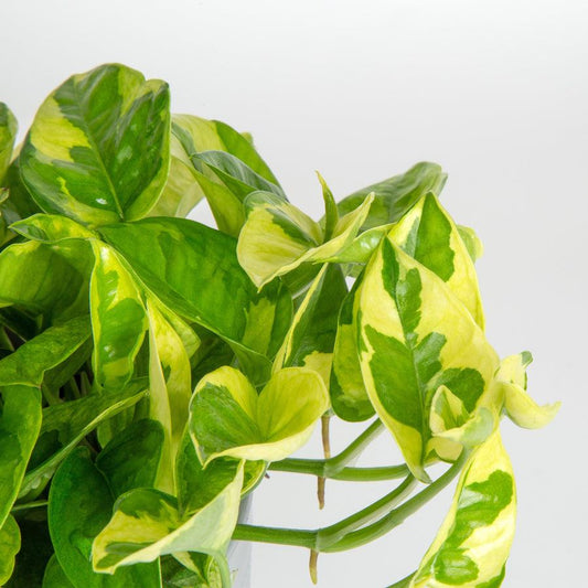 Pothos Lemon Meringue