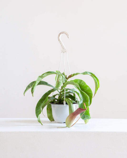 Nepenthes Pitcher Plant 8" Hanging Basket