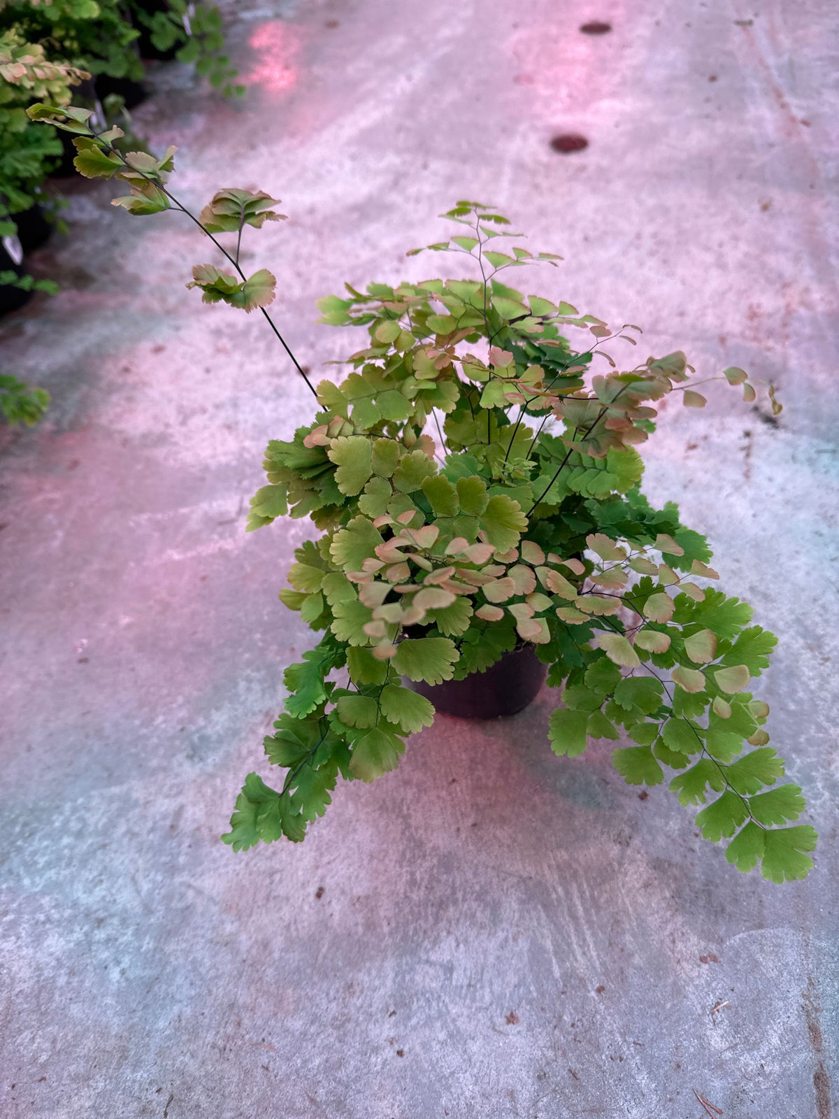 Maidenhair Fern (Adiantum)