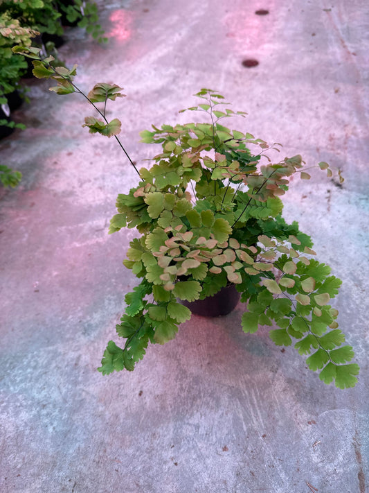 Maidenhair Fern (Adiantum)